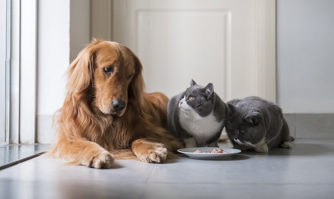 東大教授が「ペットの内面世界」を徹底解説！ 犬猫的心情を追体験「彼らは空虚な、真っ黒な奈落を経験している」？の画像1