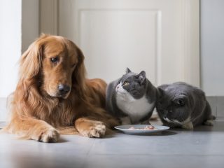 東大教授が「ペットの内面世界」を徹底解説！ 犬猫的心情を追体験「彼らは空虚な、真っ黒な奈落を経験している」？