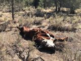 米でガチの「UFOキャトルミューティレーション」続発中! 舌と性器切断、血抜き「刃物特定不可」「人間では無理」