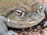 「ヒキガエル・ドラッグ」ヒキガエルの分泌物を吸引すると幸福感が1カ月続くと判明! たった1度で効果絶大!