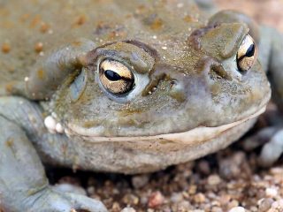 「ヒキガエル・ドラッグ」ヒキガエルの分泌物を吸引すると幸福感が1カ月続くと判明！ たった1度で効果絶大！