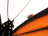 “人工進化”実験で、遺伝子操作ハエ「スーパーフライ」爆誕!他生物の進化の過程を丸ごとトレース、代償も