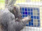 サルがテレビゲームで人間に勝利、しかも圧勝! 猿は人間より有能であるとガチ判明…衝撃の大学実験!