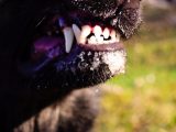 犬に食われていた男 ー  糞の中から髪の毛や骨…18匹の飼い犬に襲われ、食い尽くされる!