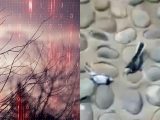 5G基地局近くで鳥が次々と突然死するショック映像! やはり電磁波の影響は未知数、世界の識者が危惧する実態を知れ!=英