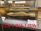 シーシェパードらに標的にされる太地町「くじらの博物館」に潜入! セミクジラの200キロ睾丸も発見…村田らむ取材!