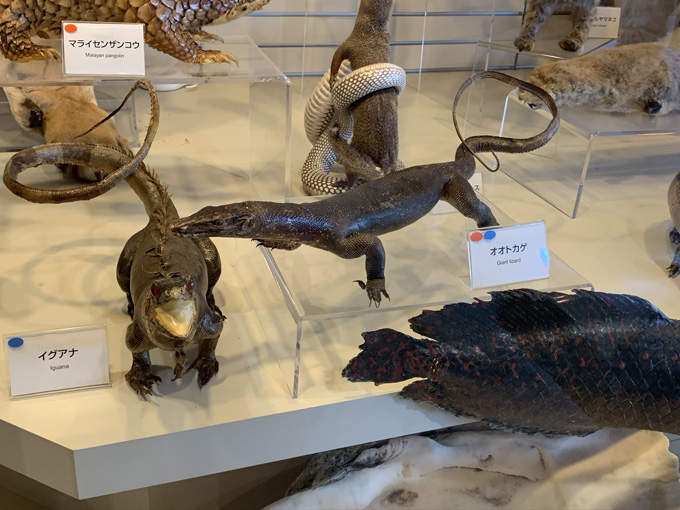 MDMA、麻薬、銃、剥製…税関の押収品がズラリ! 珍スポ「東京税関情報ひろば」が超絶楽しい…村田らむがツッコミルポ!の画像7