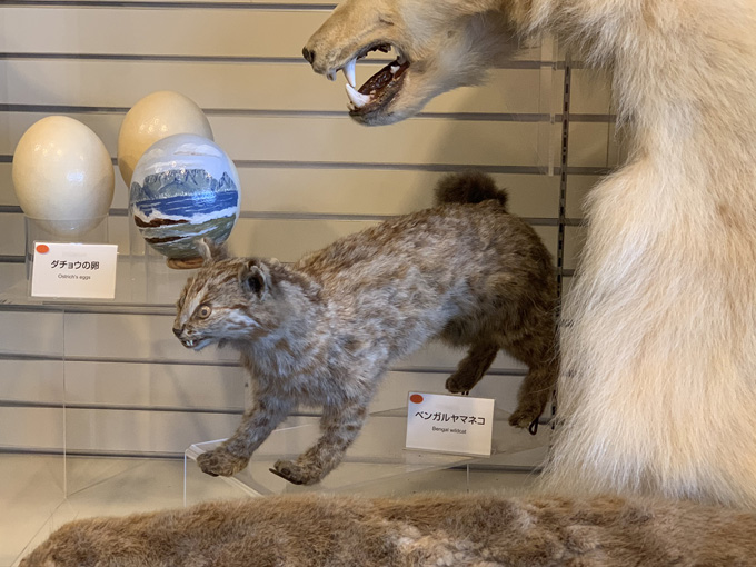 MDMA、麻薬、銃、剥製…税関の押収品がズラリ! 珍スポ「東京税関情報ひろば」が超絶楽しい…村田らむがツッコミルポ!の画像8