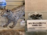 MDMA、麻薬、銃、剥製…税関の押収品がズラリ! 珍スポ「東京税関情報ひろば」が超絶楽しい…村田らむがツッコミルポ!