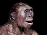 人類の祖先“ルーシー”は実は現代のサルやゴリラよりもバカだった! リアル「猿の惑星」あり得る研究結果に!