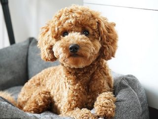 最新版・犬の年齢計算法が発表される！iPhoneですぐ計算可能！