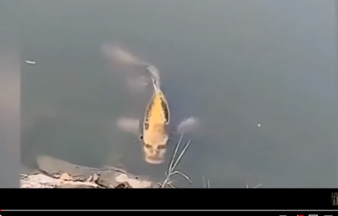 今世紀最高の「完璧すぎる人面魚」が激撮される! 人間とのキメラを疑うレベル…大災害の前兆か!?の画像2