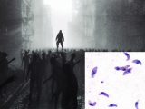 【警告】全人類ゾンビ化、アポカリプス間近か! すでに世界人口の3分の1が感染、ヤバすぎる寄生虫の最終目的は!?