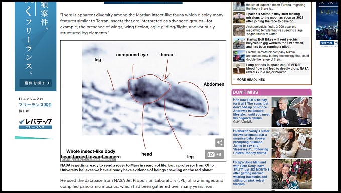 「火星に生きた昆虫が存在」米大学教授が証拠を学会で発表！ ハチや爬虫類、虫の巣も発見！の画像1