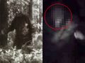 ビッグフットがカメラの前を横切る映像、本物の可能性が高いと評判！ 少年絶叫…パターソンフィルム越えか