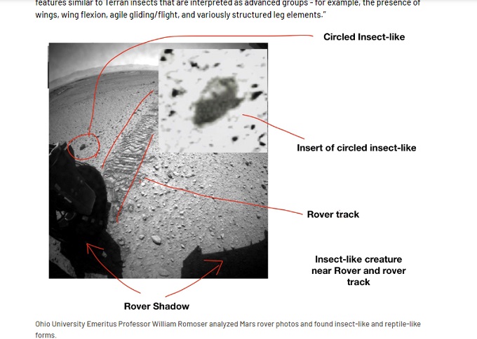 「火星に生きた昆虫がいる」著名教授の大発見を大学が削除！ NASAは不自然なほど強く否定…陰謀か!?の画像3