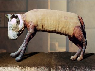 古代エジプトでミイラ偽装詐欺が横行していたと判明！ 見栄え重視で中身を改変… 問われる神官たちのモラル