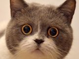【やはり】「ネコの表情は熟練すれば読み取れるようになる」最新研究で判明 ネコは表情で語っていた