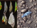 ついに火星で「蝶々の繭」が発見される! 明らかに異質な画像…「火星に進んだ生物が存在」大学教授も断言