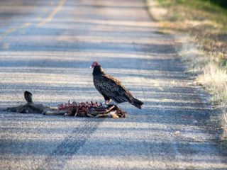 車に轢かれて死んだ動物の肉は食用になるのか？“屍”のジビエ化は可能か検証