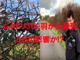 またも5Gの影響でムクドリ300羽が“集団自殺”か! 有害すぎて海外は廃止気運… 2020年日本も危ない!