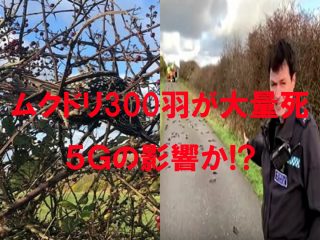 またも5Gの影響でムクドリ300羽が“集団自殺”か！ 有害すぎて海外は廃止気運… 2020年日本も危ない！