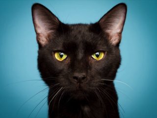 「猫は飼い主のことを食べたくて仕方ない」最新研究で判明！ 特に好む部位も判明！