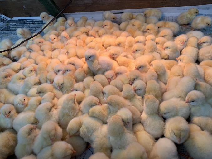 香川県「しろとり動物園」で子供たちに一番人気だった動物が意外過ぎる! 赤ちゃんタイガーでもなく…村田らむが取材の画像20