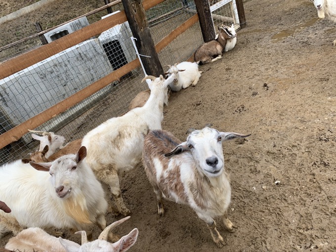 香川県「しろとり動物園」で子供たちに一番人気だった動物が意外過ぎる! 赤ちゃんタイガーでもなく…村田らむが取材の画像8