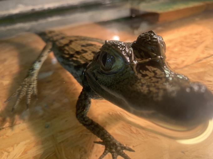 香川県「しろとり動物園」で子供たちに一番人気だった動物が意外過ぎる! 赤ちゃんタイガーでもなく…村田らむが取材の画像18