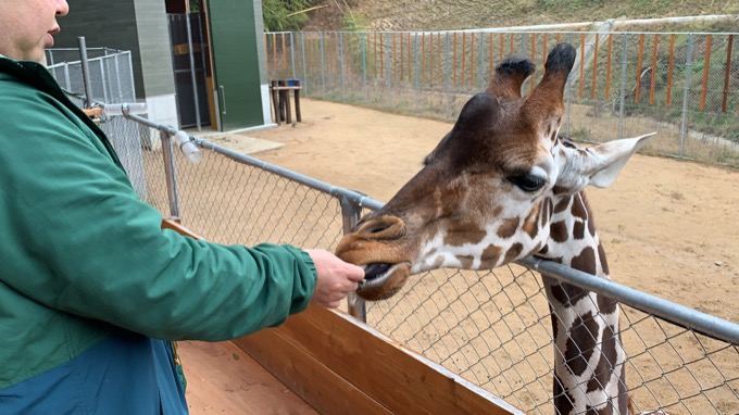 香川県「しろとり動物園」で子供たちに一番人気だった動物が意外過ぎる！ 赤ちゃんタイガーでもなく…村田らむが取材の画像4