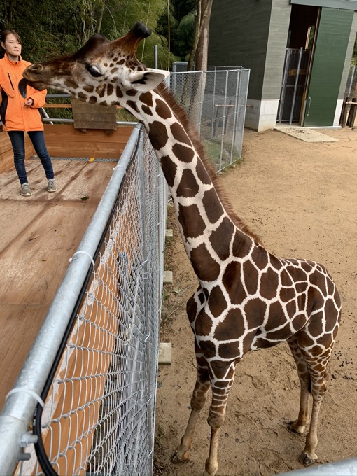 香川県「しろとり動物園」で子供たちに一番人気だった動物が意外過ぎる！ 赤ちゃんタイガーでもなく…村田らむが取材の画像3