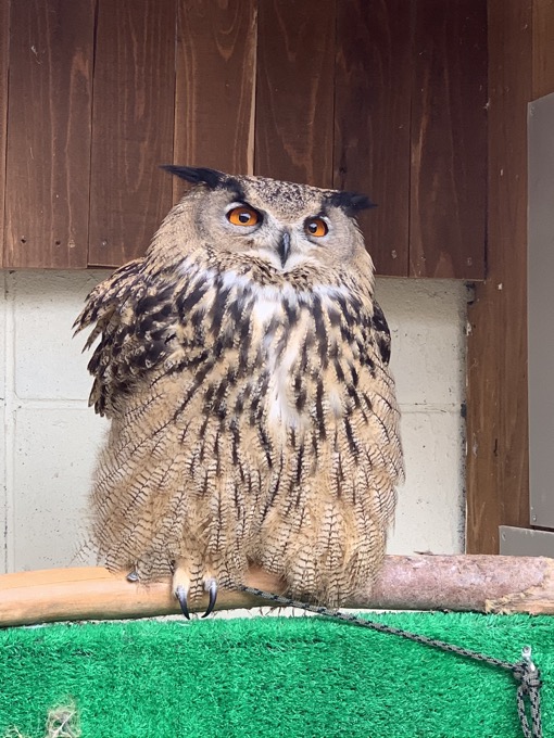 香川県「しろとり動物園」で子供たちに一番人気だった動物が意外過ぎる！ 赤ちゃんタイガーでもなく…村田らむが取材の画像16