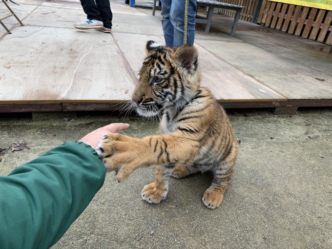 香川県「しろとり動物園」で子供たちに一番人気だった動物が意外過ぎる! 赤ちゃんタイガーでもなく…村田らむが取材の画像12