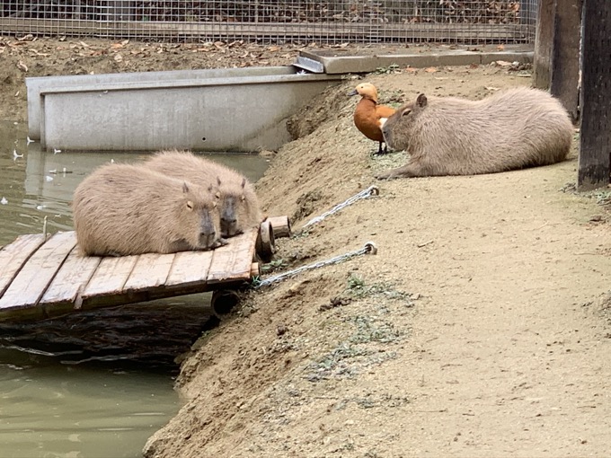 香川県「しろとり動物園」で子供たちに一番人気だった動物が意外過ぎる! 赤ちゃんタイガーでもなく…村田らむが取材の画像17
