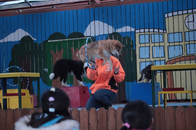 香川県「しろとり動物園」で子供たちに一番人気だった動物が意外過ぎる! 赤ちゃんタイガーでもなく…村田らむが取材の画像24
