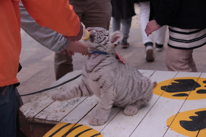 香川県「しろとり動物園」で子供たちに一番人気だった動物が意外過ぎる! 赤ちゃんタイガーでもなく…村田らむが取材の画像11