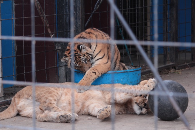 香川県「しろとり動物園」で子供たちに一番人気だった動物が意外過ぎる! 赤ちゃんタイガーでもなく…村田らむが取材の画像15