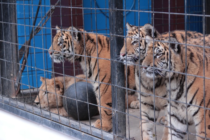 香川県「しろとり動物園」で子供たちに一番人気だった動物が意外過ぎる！ 赤ちゃんタイガーでもなく…村田らむが取材の画像9