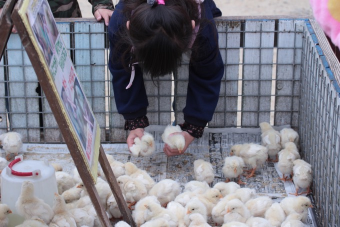 香川県「しろとり動物園」で子供たちに一番人気だった動物が意外過ぎる! 赤ちゃんタイガーでもなく…村田らむが取材の画像21