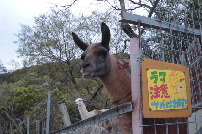 香川県「しろとり動物園」で子供たちに一番人気だった動物が意外過ぎる! 赤ちゃんタイガーでもなく…村田らむが取材の画像7