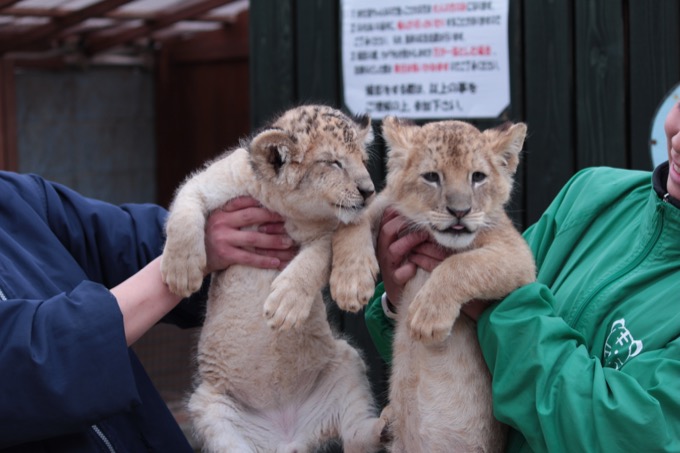 香川県「しろとり動物園」で子供たちに一番人気だった動物が意外過ぎる! 赤ちゃんタイガーでもなく…村田らむが取材の画像14