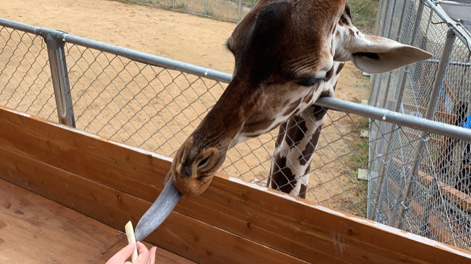 香川県「しろとり動物園」で子供たちに一番人気だった動物が意外過ぎる! 赤ちゃんタイガーでもなく…村田らむが取材の画像5