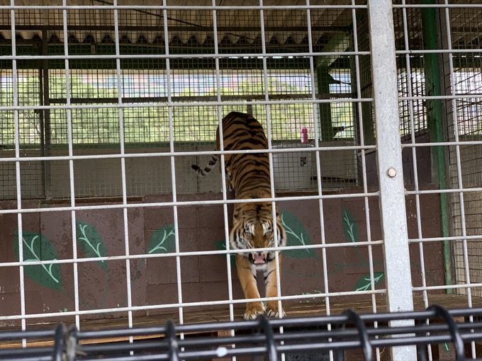 香川県「しろとり動物園」で子供たちに一番人気だった動物が意外過ぎる! 赤ちゃんタイガーでもなく…村田らむが取材の画像10