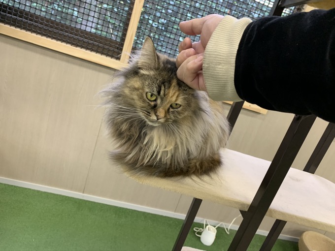 香川県「しろとり動物園」で子供たちに一番人気だった動物が意外過ぎる! 赤ちゃんタイガーでもなく…村田らむが取材の画像23