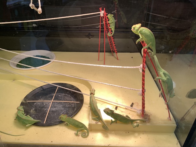 香川県「しろとり動物園」で子供たちに一番人気だった動物が意外過ぎる! 赤ちゃんタイガーでもなく…村田らむが取材の画像19