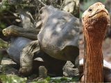 「セックス狂の亀」1匹が絶滅危惧種を自分のナニで救出! メスは歓喜…絶倫ガメのポテンシャルとは?
