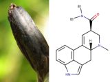 夢が現実になだれ込んでくる! 「LSD」の幻覚世界をくられが徹底解説【ググっても出ない毒薬の手帳】