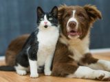 イヌやネコには「エピソード記憶」があり、過去の出来事を思い出していた! 最新研究で判明