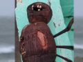 漂着していた「ブードゥー人形」がガチで怖すぎると話題！ 口の中に“人間の歯”…！